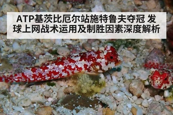 ATP基茨比厄尔站施特鲁夫夺冠 发球上网战术运用及制胜因素深度解析（jiuyou game）